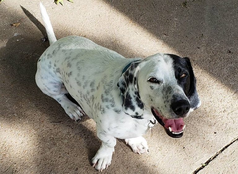 Dalmatian Mixes 27 Different Dalmatian Crossbreeds K9 