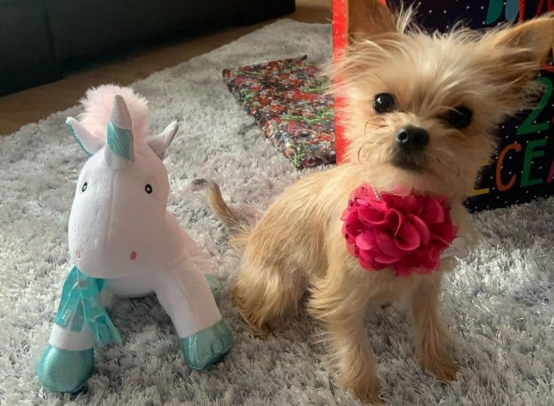 Chihuahua and Yorkie mix dog wearing pink ball tie