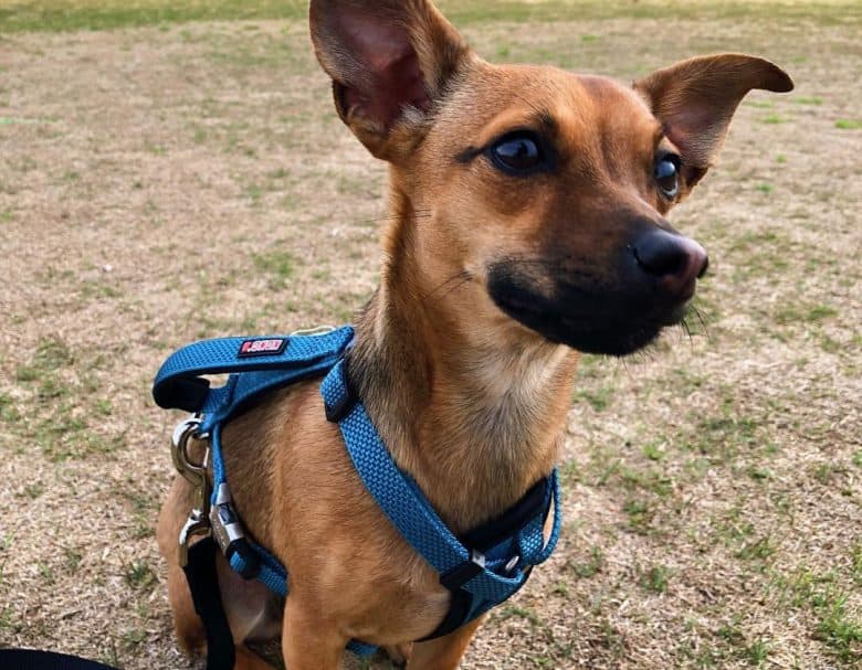 Chihuahua German Shepherd mix dog with blue harness sitting on field