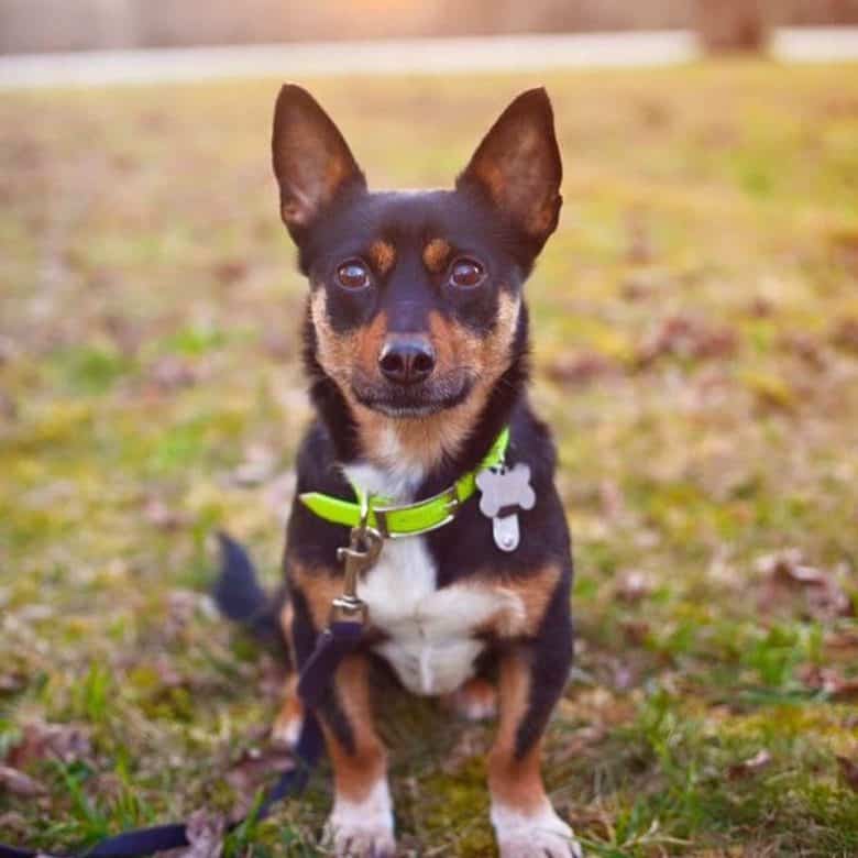 A Chihuahua German Shepherd mix sitting adorably and wearing a lime collar