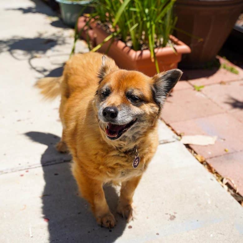 A brown Chihuahua GSD mix standing under the sun