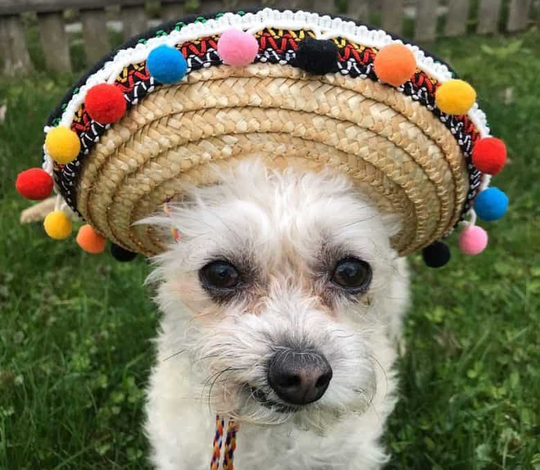Chihuahua Poodle mix dog wearing Cinco de Mayo hat
