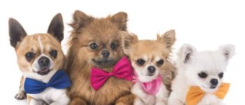 Four different small dogs laying down