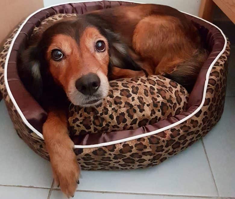 A charming Great Cocker Spaniel in a dog bed
