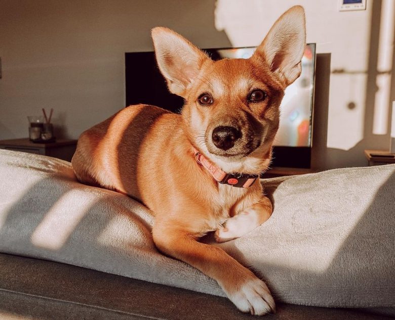 A Jackaranian lounging on top of a couch