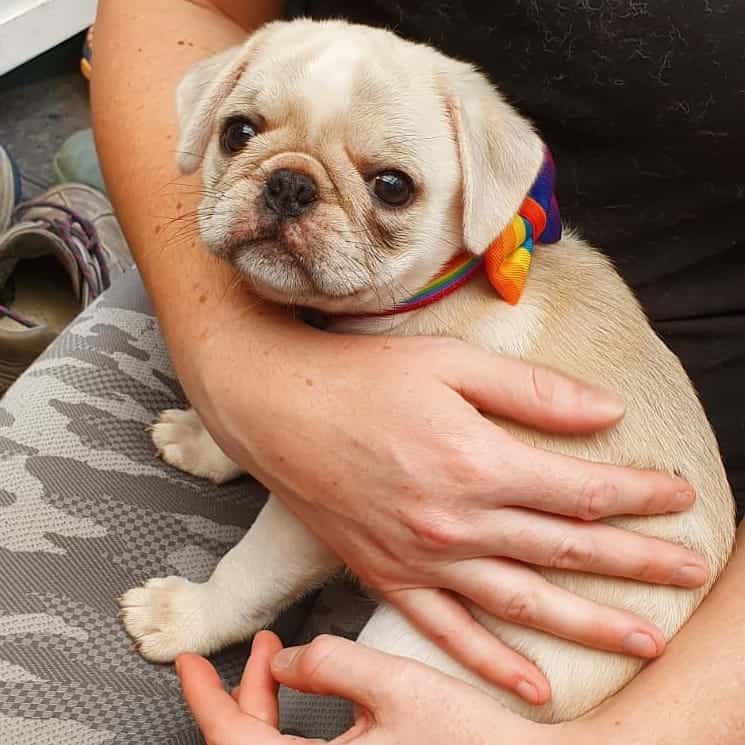 A chinchilla Pug puppy with a rainbow collar
