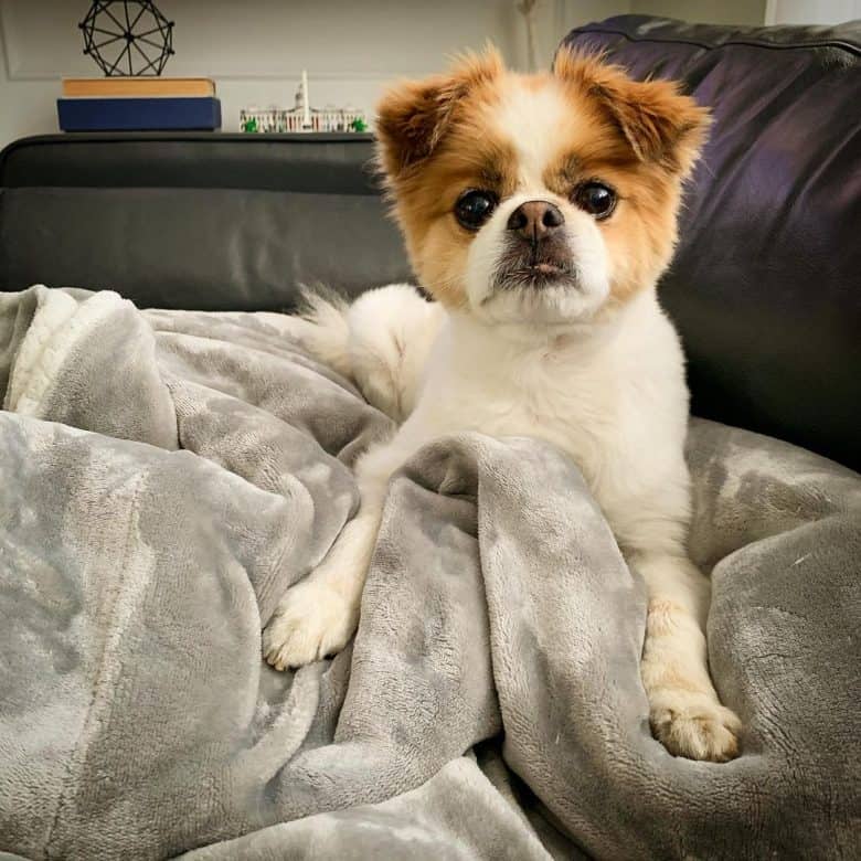 A serious lounging Chineranian dog