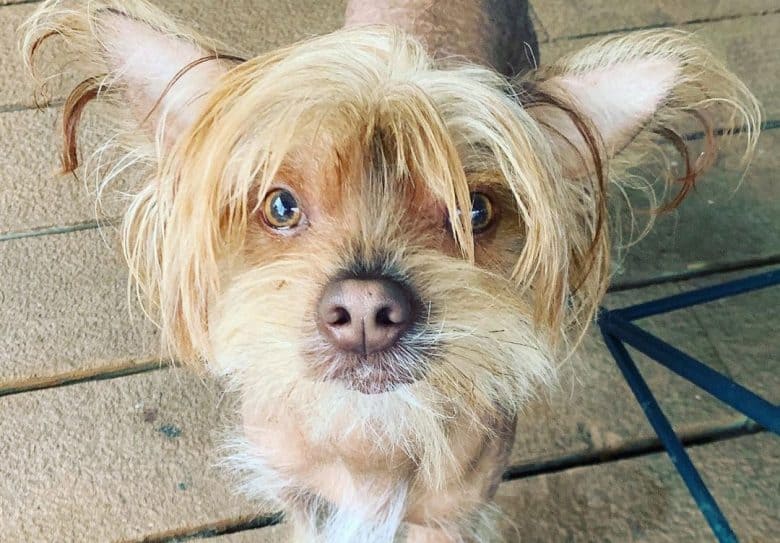 Chinese Crested and Yorkie mix dog portrait