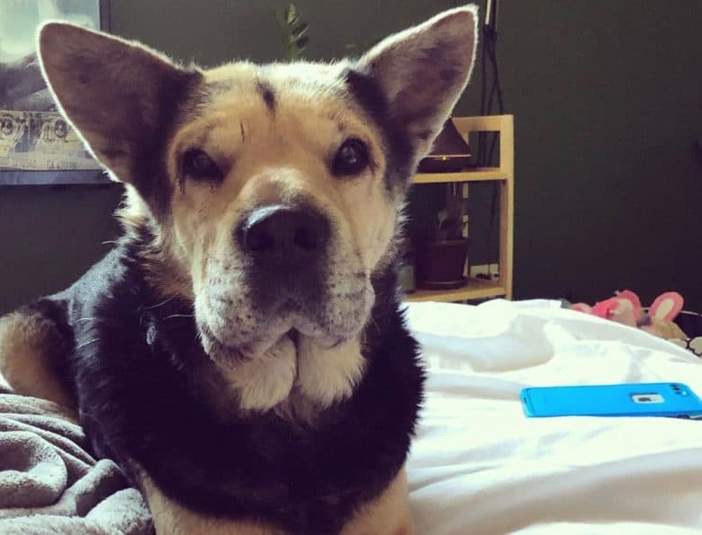 Chinese Shar-Pei German Shepherd mix dog portrait