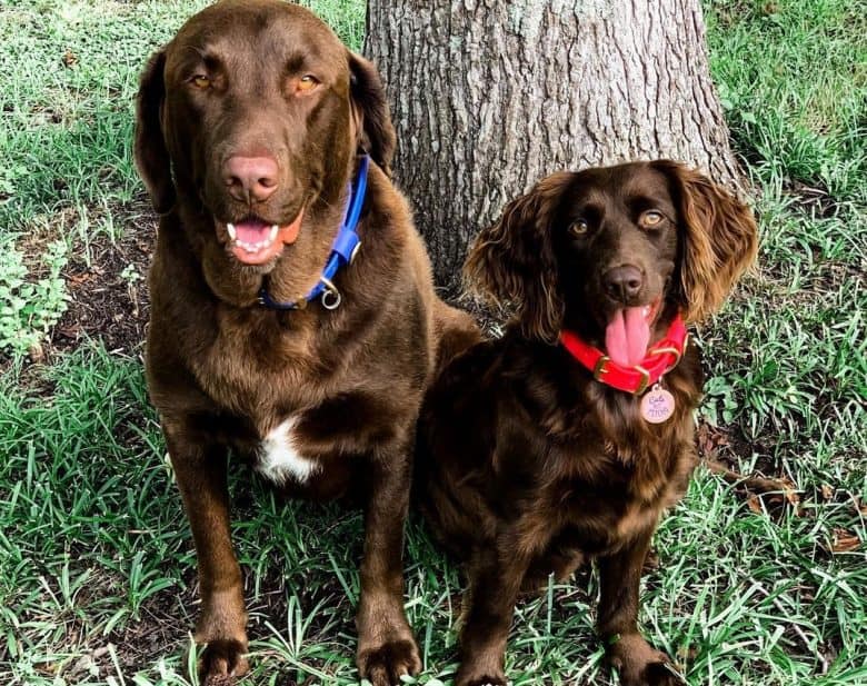 A Chocolate Lab and Brown Spaniel sitting under a tree smiling