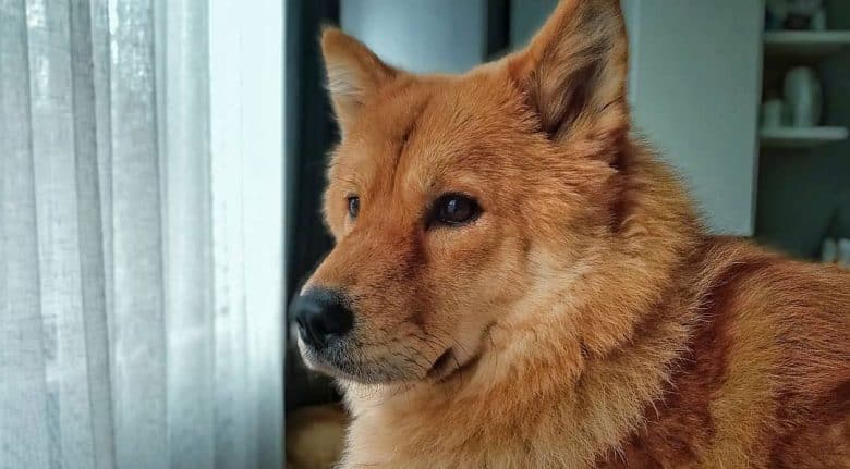 Chow Chow and Akita mix dog portrait
