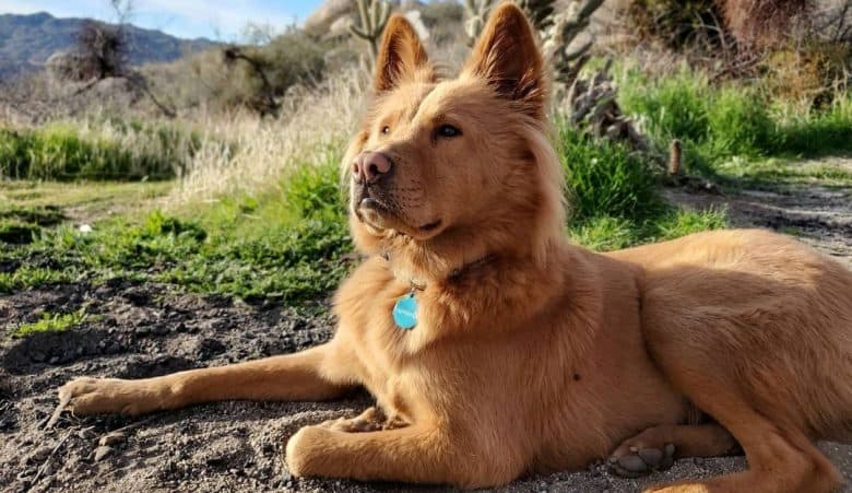 Chow Chow German Shepherd mix dog lying on the ground