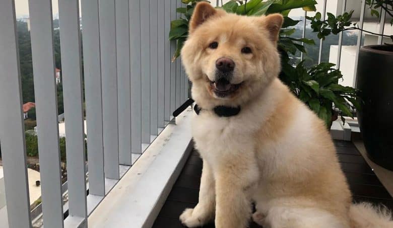 Chow Chow Poodle mix dog portrait