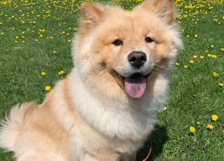 Chow Chow Shiba Inu mix dog sitting on the meadow full of wild flowers
