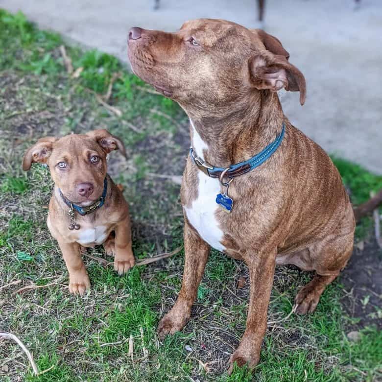 Two close Brindle Pitbulls sitting on a grass