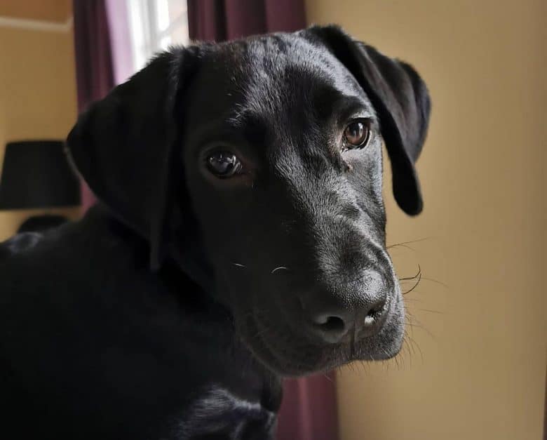 A sweet black Labrador close-up image