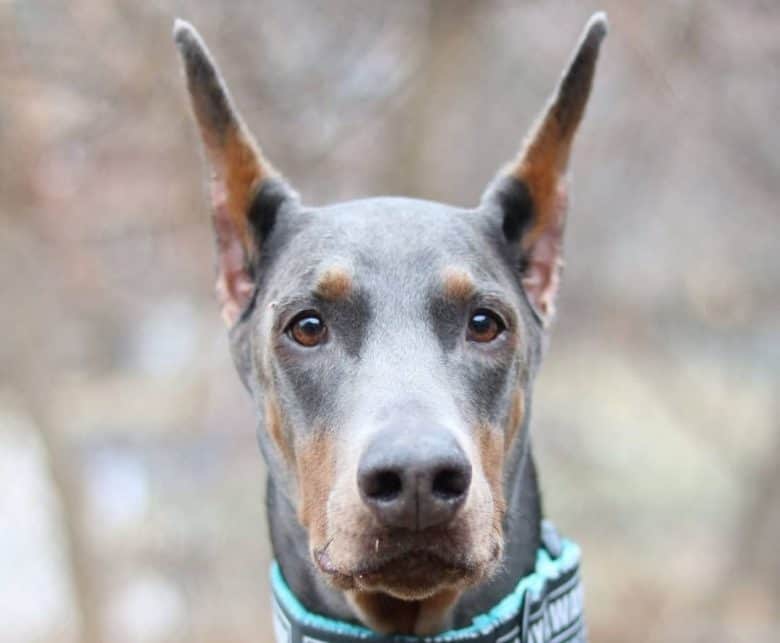 A close-up portrait of a Blue Dobie with pointed ears