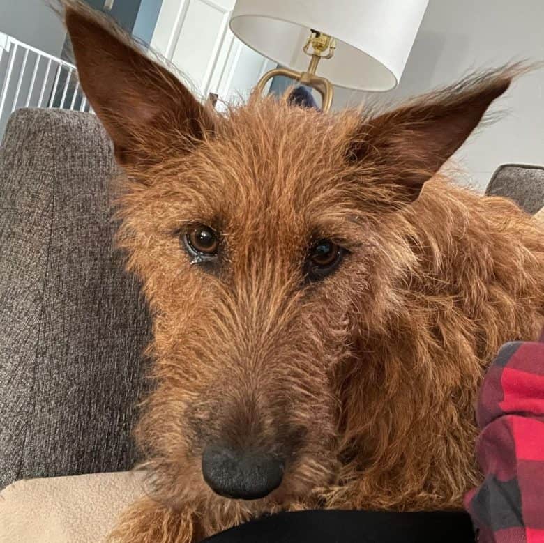 A close-up image of an Irish Terrier with puppy dog eyes
