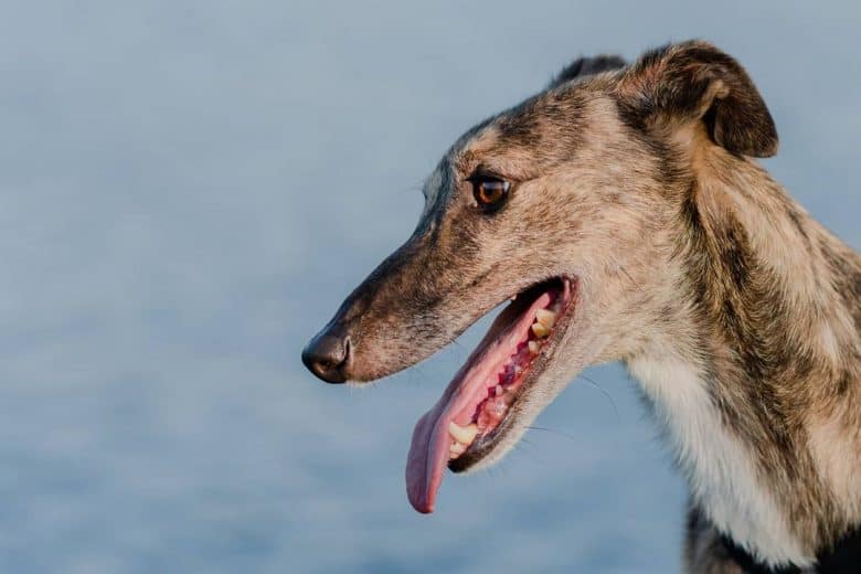 A side portrait of an Irish Wolf Greyhound smiling