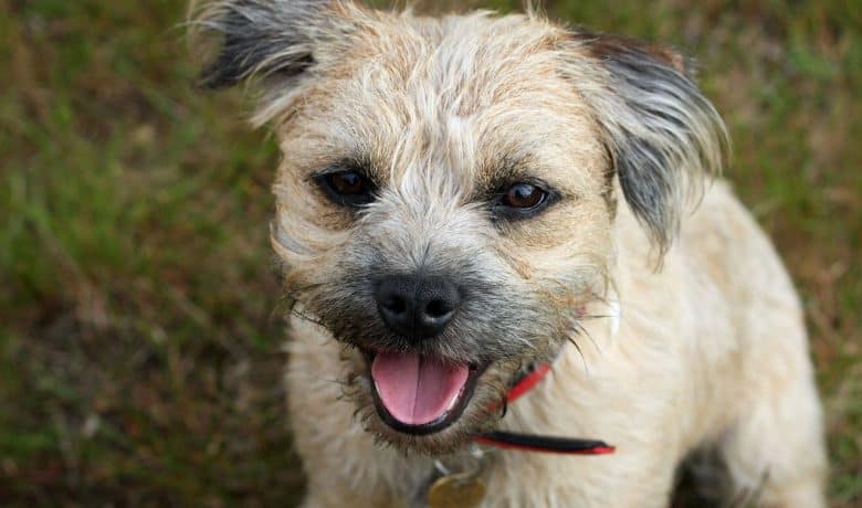 Close-up portrait of Border Terrier dog