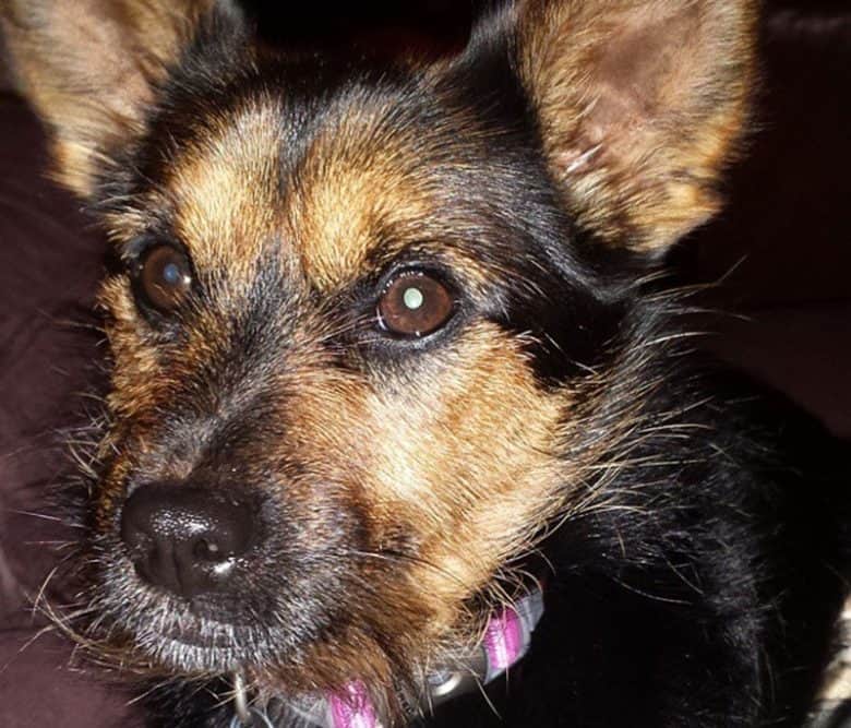 Yorkie Mixes 40 Different Yorkshire Terrier Crossbreeds K9 Web