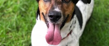 Close-up portrait of Jackabee