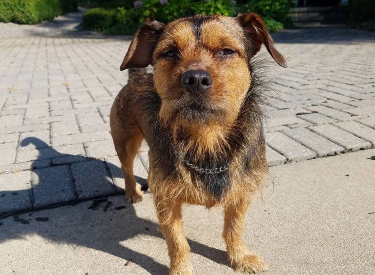 40 Different Exciting Types of Yorkie Mixes K9 