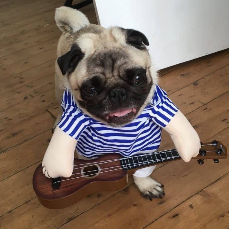 Un Pug vestido con un disfraz con una guitarra