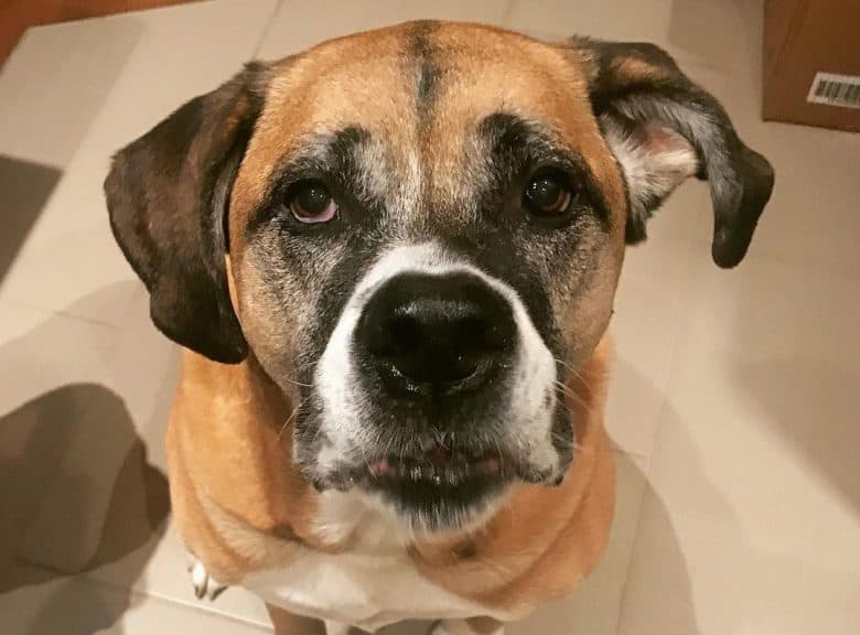 A charming Saint Boxer close-up photo