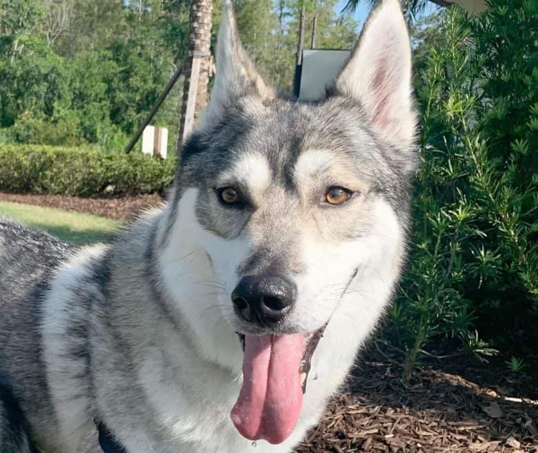 Close-up portrait of a smiling Tamaskan dog