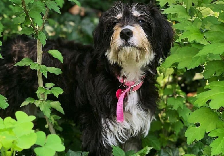 Cocker Spaniel and Yorkie mix dog posing on nature