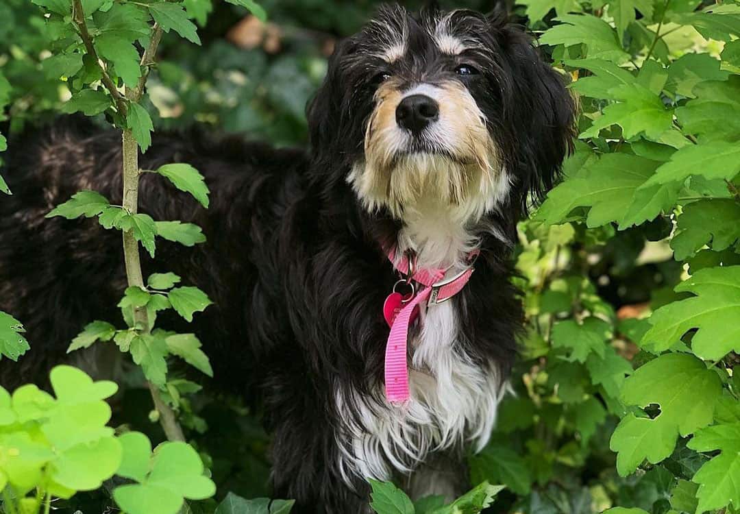 Yorkie Mixes 40 Different Yorkshire Terrier Crossbreeds K9 