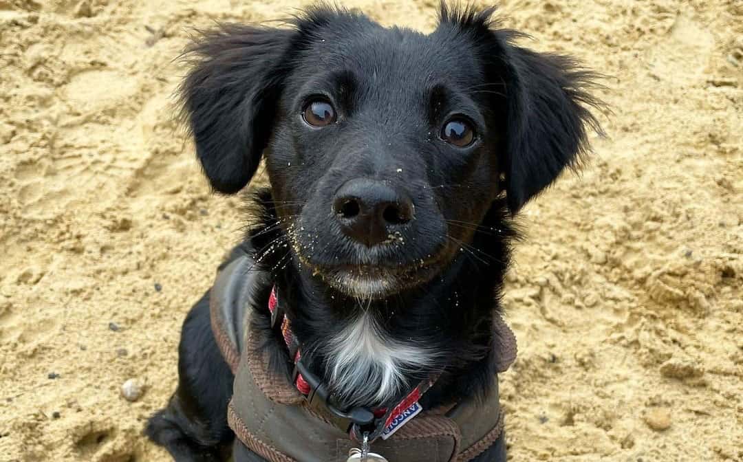 Jack Russel Terrier Mixes: 40+ Different JRT Crossbreeds - K9 Web