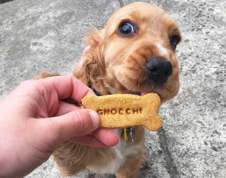 A Cocker Spaniel puppy eating his favourite treat
