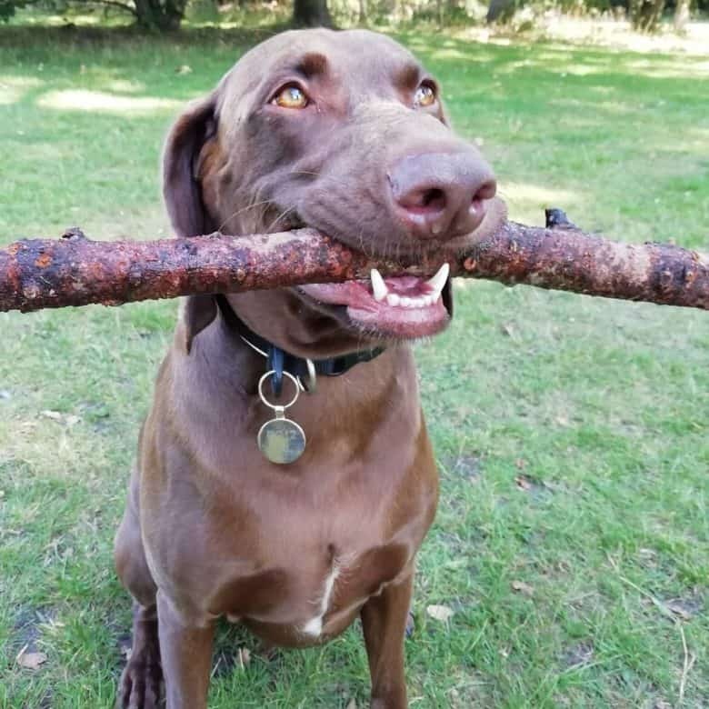 A Cocker Weim biting a tree branch
