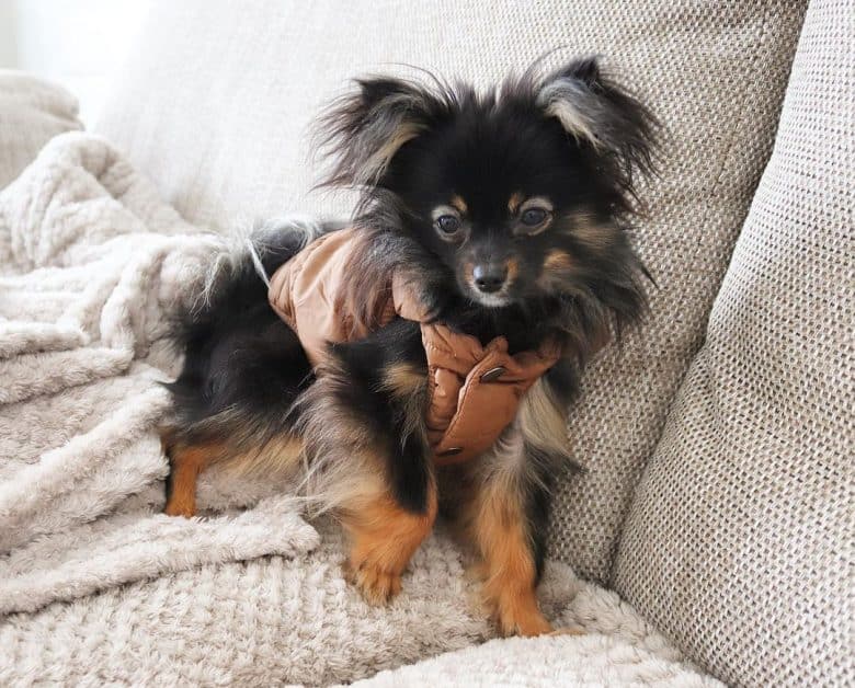 A Paperanian wearing a coat enjoying the cold weather