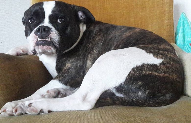 A very comfortable French Bulloxer laying on a cushioned chair