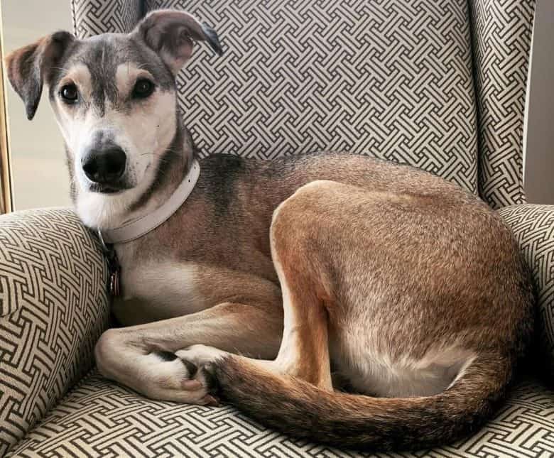 A lounging Grey Houndsky on a chair