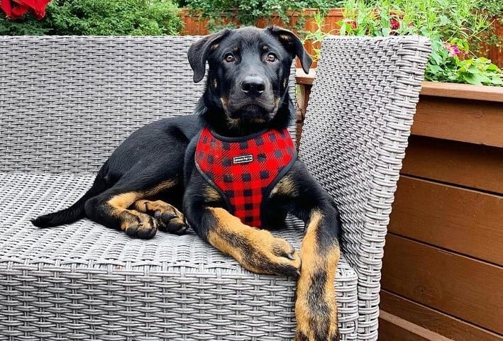 A resting Weiler Dane on a couch with red plaid harness