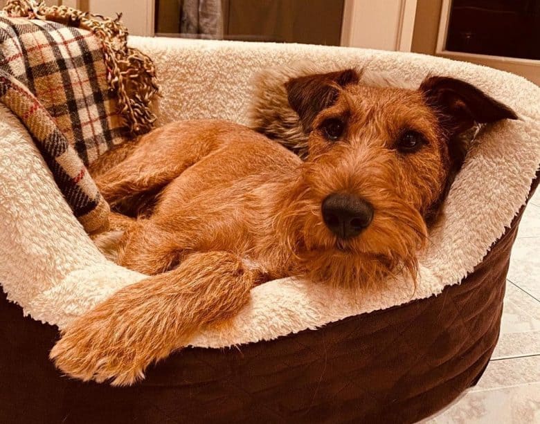 An Irish Terrier lounging in a dog bed