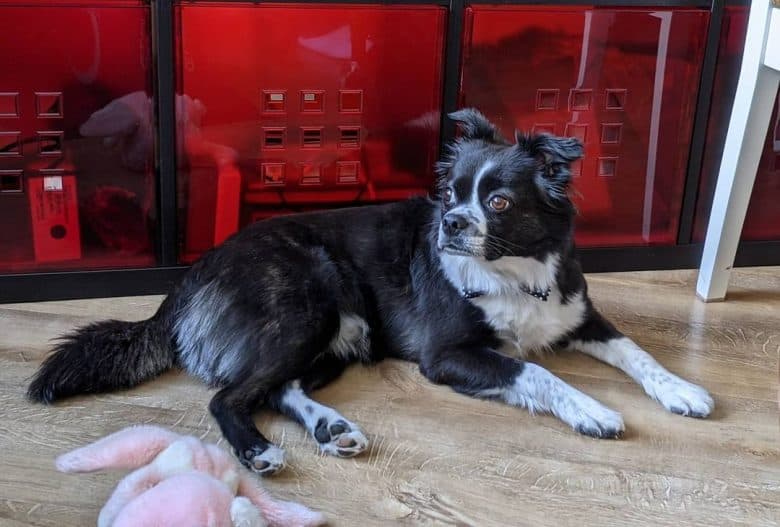 A relaxed Pomston laying on the ground