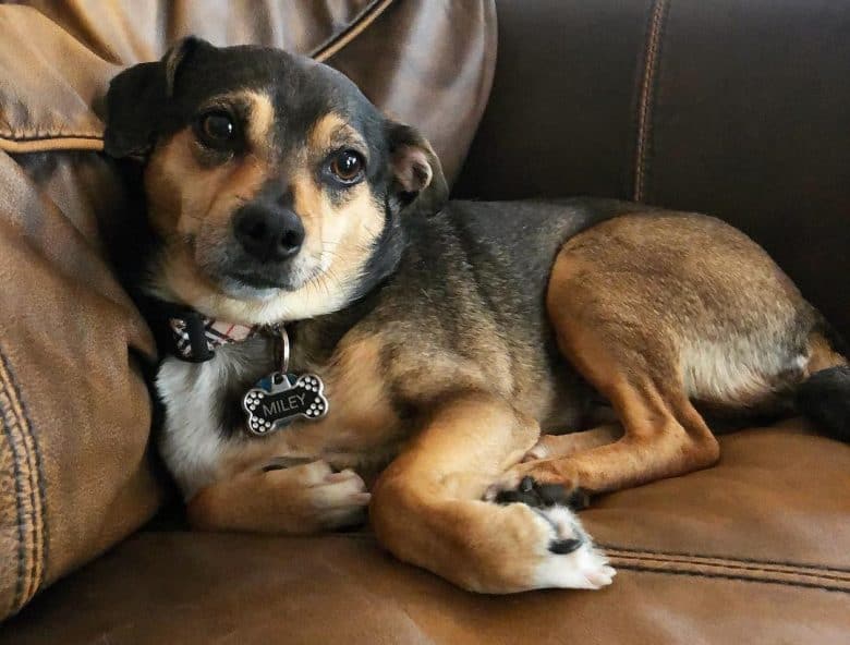 A comfortable Puggat on a leather couch