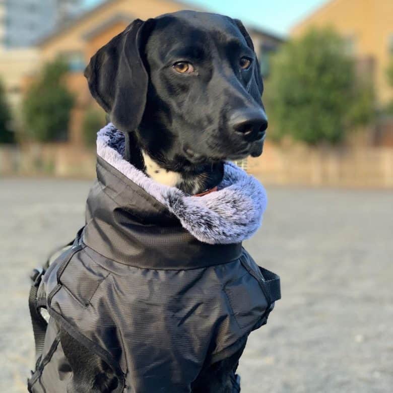 A cool looking Dalmer wearing a dog coat