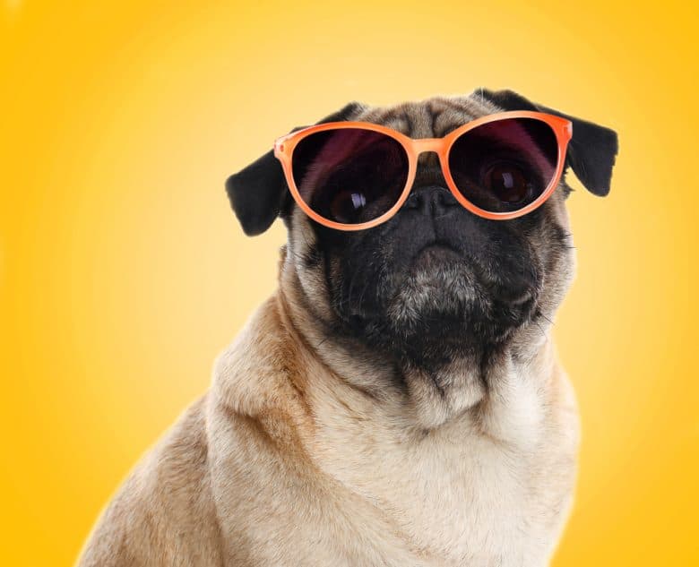 A cool Pug wearing an orange sunglasses