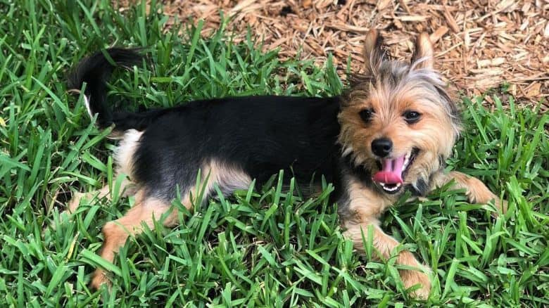 Corgi and Yorkshire Terrier mix dog lying on the grass