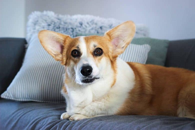 A Corgi laying on a couch comfortably
