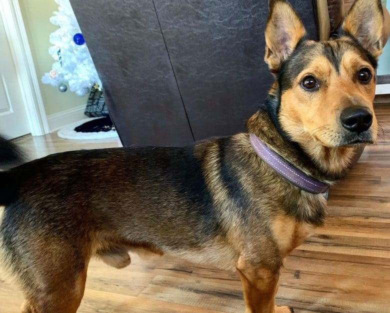 Corgi German Shepherd mix dog portrait