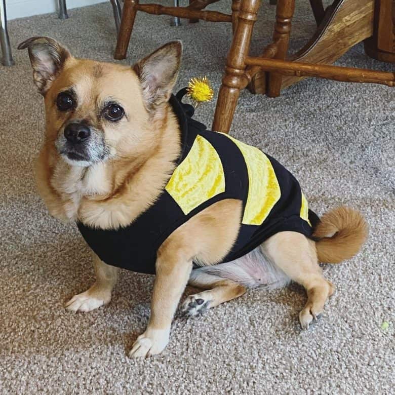 A costume wearing Corgi Pug mix sitting on the floor