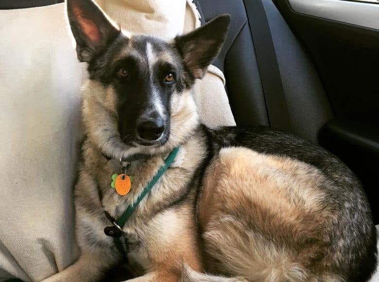 Coyote German Shepherd mix dog lying inside the car