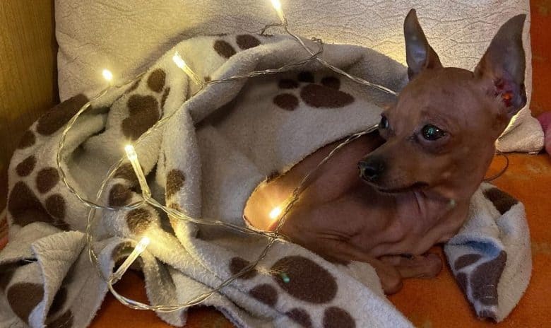 A Mini Pinscher laying with a blanket and Christmas lights